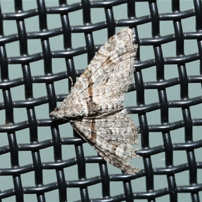 Phrissogonus laticostata (Apple looper moth) at Higgins, ACT - 5 Sep 2024 by AlisonMilton