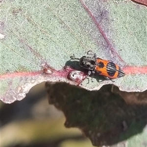 Nascioides parryi at Gunning, NSW - 5 Nov 2024