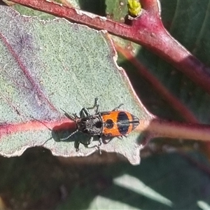 Nascioides parryi at Gunning, NSW - 5 Nov 2024