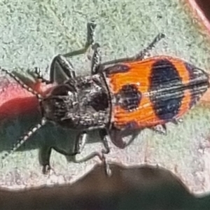 Nascioides parryi at Gunning, NSW - 5 Nov 2024