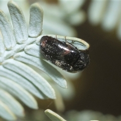 Unidentified Leaf beetle (Chrysomelidae) at Higgins, ACT - 20 Aug 2024 by AlisonMilton