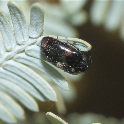 Unidentified Leaf beetle (Chrysomelidae) at Higgins, ACT - 20 Aug 2024 by AlisonMilton