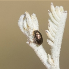 Alticini (tribe) (Unidentified flea beetle) at Higgins, ACT - 20 Aug 2024 by AlisonMilton