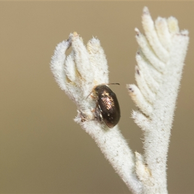 Alticini (tribe) (Unidentified flea beetle) at Higgins, ACT - 20 Aug 2024 by AlisonMilton