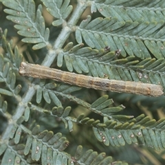 Geometridae (family) IMMATURE at Higgins, ACT - 20 Aug 2024 by AlisonMilton