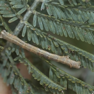 Geometridae (family) IMMATURE at Higgins, ACT - 20 Aug 2024