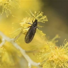 Bibionomorpha (infraorder) (Unidentified Gnat, Gall Midge or March Fly) at Holt, ACT - 20 Aug 2024 by AlisonMilton