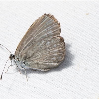 Zizina otis (Common Grass-Blue) at Higgins, ACT - 3 Nov 2024 by AlisonMilton