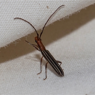 Syllitus microps (Longicorn or Longhorn beetle) at Higgins, ACT - 5 Nov 2024 by AlisonMilton