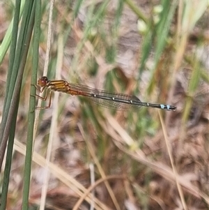 Xanthagrion erythroneurum at Gunning, NSW - 5 Nov 2024