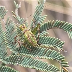 Ephippitytha trigintiduoguttata (Mottled Katydid) at Bungendore, NSW - 5 Nov 2024 by clarehoneydove