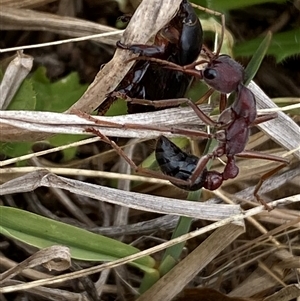 Myrmecia simillima at Mitchell, ACT - 5 Nov 2024