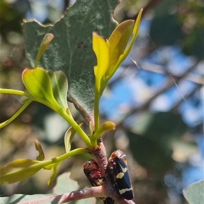 Eurymeloides pulchra (Gumtree hopper) at Gunning, NSW - 5 Nov 2024 by clarehoneydove