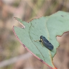 Neotartessus flavipes (A leafhopper) at Bungendore, NSW - 5 Nov 2024 by clarehoneydove