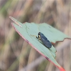 Neotartessus flavipes at Bungendore, NSW - suppressed