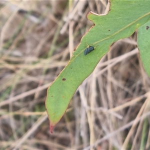 Neotartessus flavipes at Bungendore, NSW - 5 Nov 2024