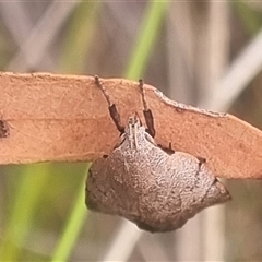 Tortricopsis pyroptis (A Concealer moth (Wingia Group)) at Bungendore, NSW - 4 Nov 2024 by clarehoneydove