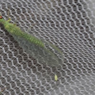 Apertochrysa edwardsi (A Green Lacewing) at Higgins, ACT - 4 Nov 2024 by AlisonMilton