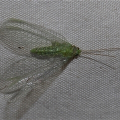 Apertochrysa edwardsi at Higgins, ACT - 4 Nov 2024