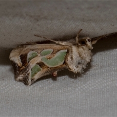 Cosmodes elegans (Green Blotched Moth) at Higgins, ACT - 3 Nov 2024 by AlisonMilton