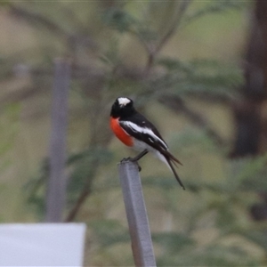 Petroica boodang at Uriarra Village, ACT - 31 Oct 2024