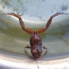 Limnodynastes peronii (Brown-striped Frog) at Shark Creek, NSW - 5 Nov 2024 by Topwood