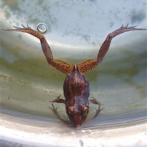 Limnodynastes peronii (Brown-striped Frog) at Shark Creek, NSW by Topwood