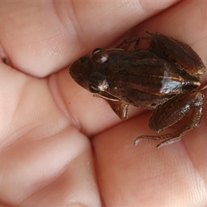 Limnodynastes peronii at Shark Creek, NSW - 5 Nov 2024 07:09 AM