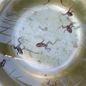 Limnodynastes peronii at Shark Creek, NSW - 5 Nov 2024