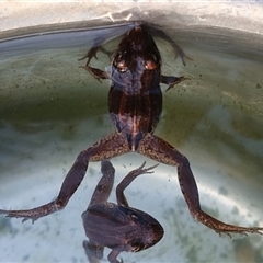 Limnodynastes peronii at Shark Creek, NSW - 5 Nov 2024 07:09 AM