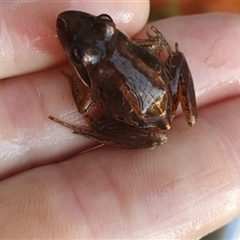 Limnodynastes peronii at Shark Creek, NSW - 5 Nov 2024