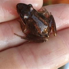 Limnodynastes peronii at Shark Creek, NSW - 5 Nov 2024 07:09 AM