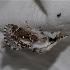 Porela delineata (Lined Porela) at Higgins, ACT - 4 Nov 2024 by AlisonMilton
