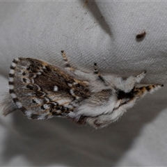 Porela delineata (Lined Porela) at Higgins, ACT - 3 Nov 2024 by AlisonMilton