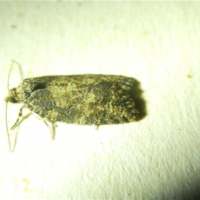 Capua dura at Belconnen, ACT - 4 Nov 2024 by JohnGiacon