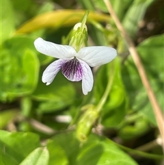 Viola caleyana (Swamp Violet) at Braidwood, NSW - 31 Oct 2024 by JaneR