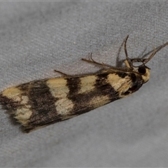 Termessa gratiosa (Termessa gratiosa) at Higgins, ACT - 4 Nov 2024 by AlisonMilton