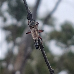 Asilinae sp. (subfamily) (Unidentified asiline Robberfly) at Bungendore, NSW - 5 Nov 2024 by clarehoneydove