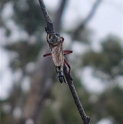 Asilinae sp. (subfamily) (Unidentified asiline Robberfly) at Bungendore, NSW - 5 Nov 2024 by clarehoneydove