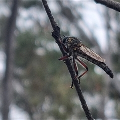 Asilinae sp. (subfamily) at Bungendore, NSW - 5 Nov 2024