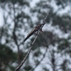 Asilinae sp. (subfamily) at Bungendore, NSW - 5 Nov 2024