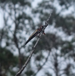 Asilinae sp. (subfamily) at Bungendore, NSW - 5 Nov 2024