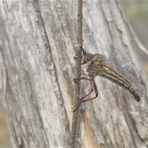 Asilinae sp. (subfamily) at Bungendore, NSW - 5 Nov 2024