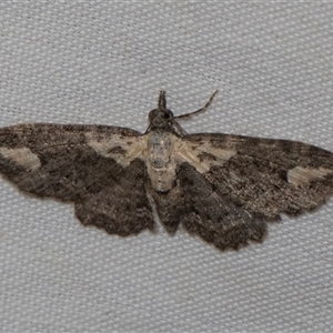 Chloroclystis filata at Higgins, ACT - 4 Nov 2024