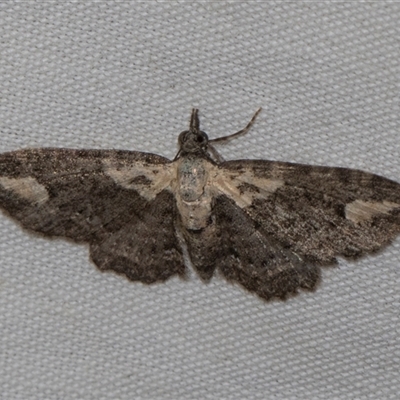 Chloroclystis pallidiplaga (White-shouldered Pug Moth) at Higgins, ACT - 4 Nov 2024 by AlisonMilton
