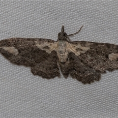 Chloroclystis pallidiplaga at Higgins, ACT - 4 Nov 2024 08:16 AM