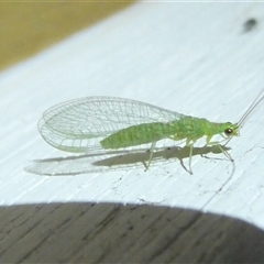 Mallada signatus (Green Lacewing) at Belconnen, ACT - 4 Nov 2024 by JohnGiacon