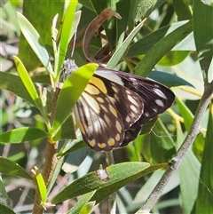 Belenois java (Caper White) at Fyshwick, ACT - 5 Nov 2024 by MatthewFrawley