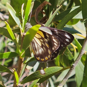 Belenois java at Fyshwick, ACT - 5 Nov 2024 02:56 PM