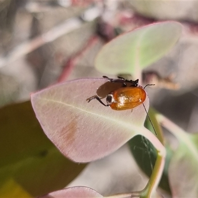 Aporocera sp. (genus) at Gunning, NSW - 5 Nov 2024 by clarehoneydove